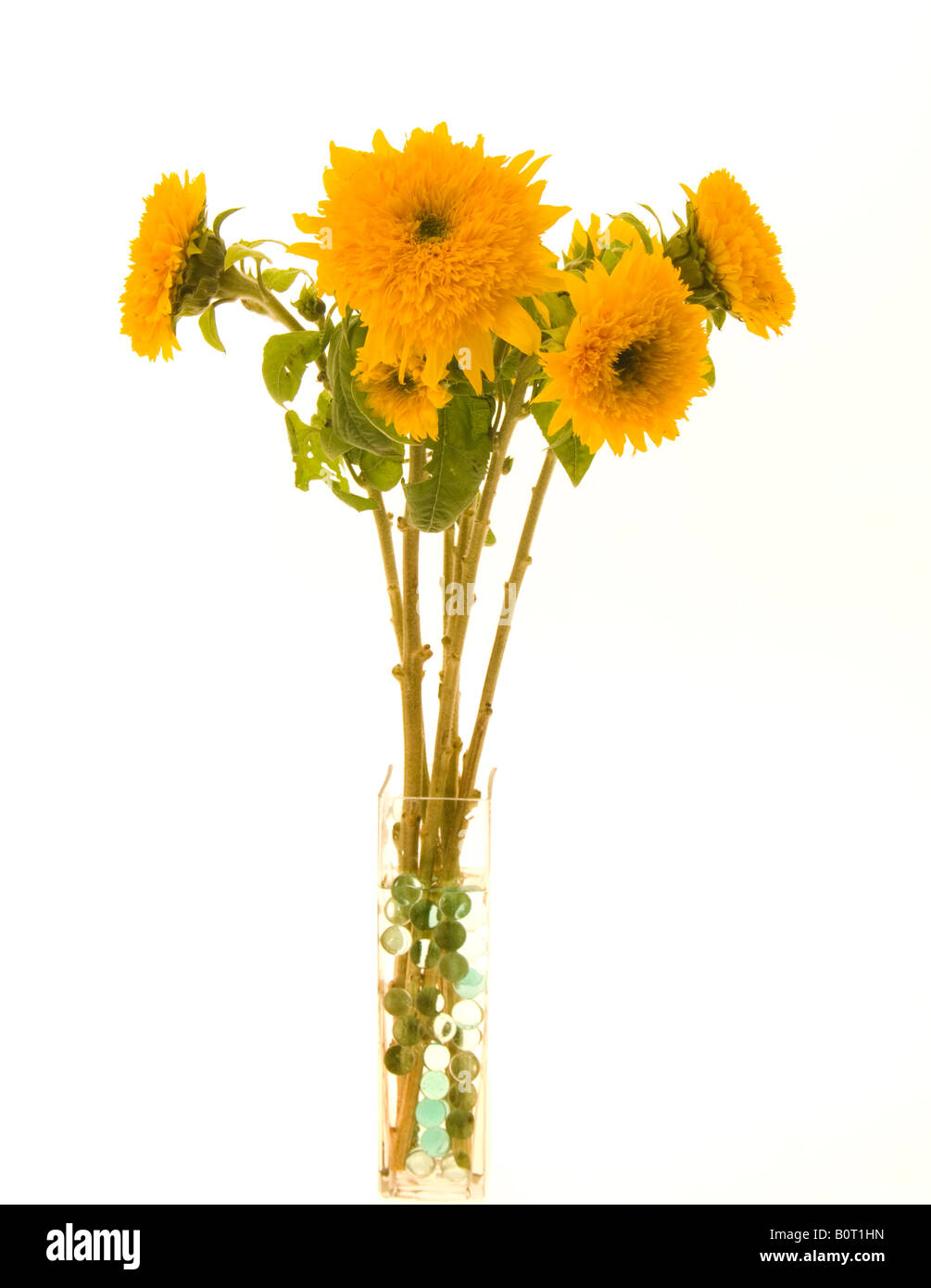 Sunflower Teddy Bear Helianthus annuus flower Stock Photo