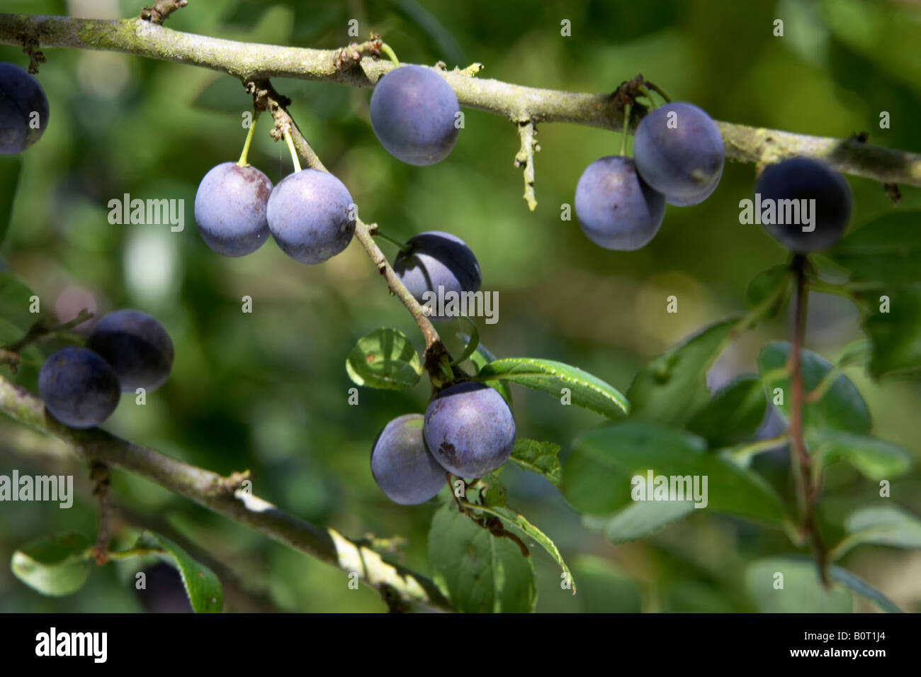 Blackthorn seeds hi-res stock photography and images - Alamy