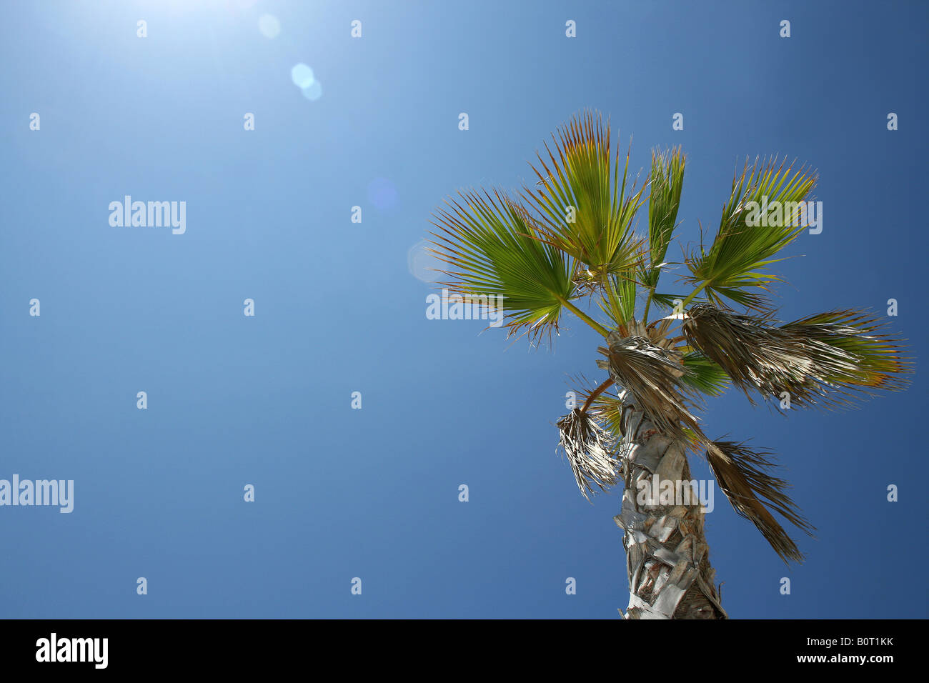 palm tree in Spain Stock Photo Alamy