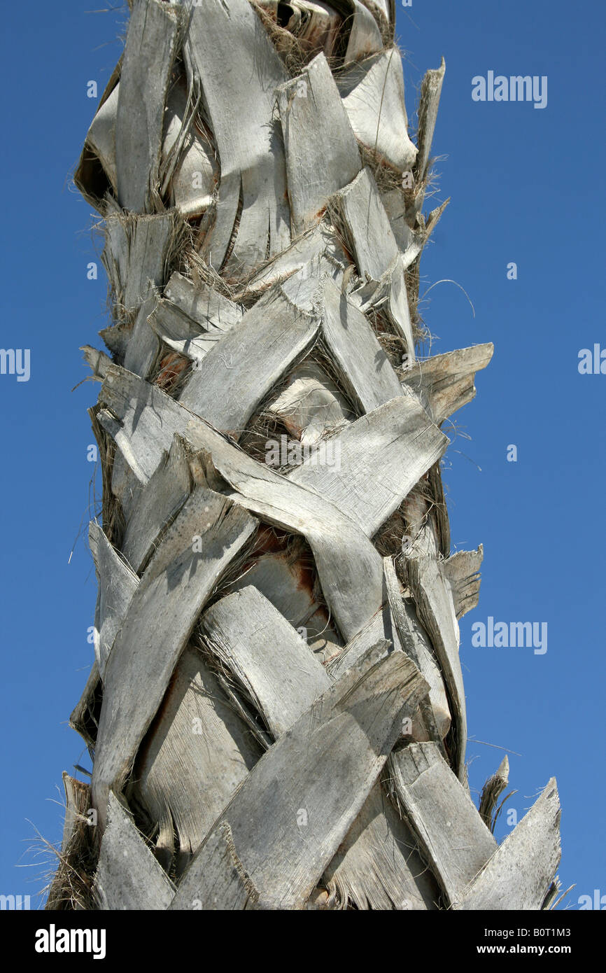 Climb palm tree hires stock photography and images Alamy