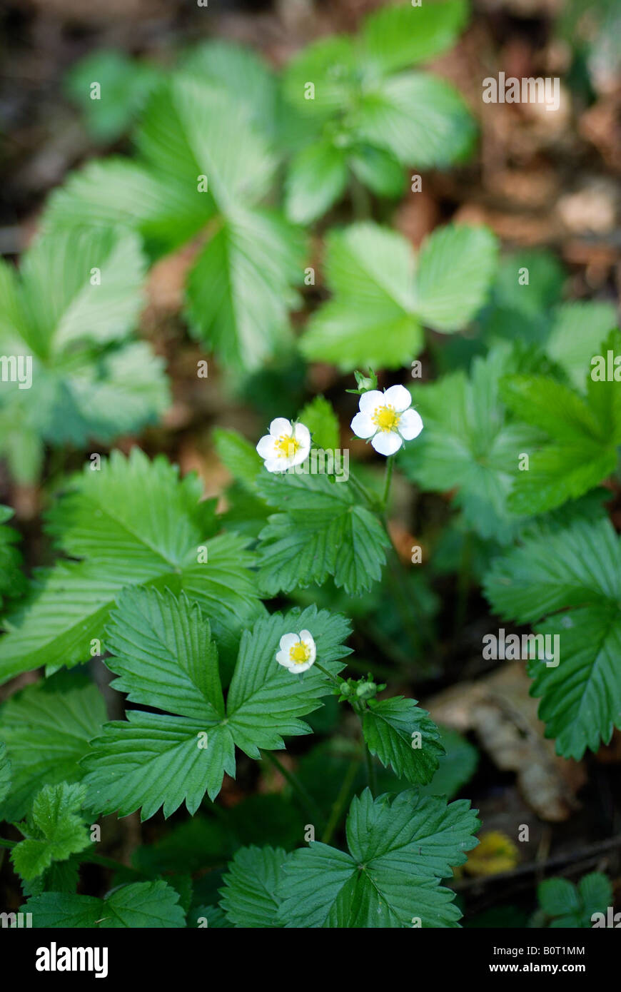 WILD STRAWBERRY PLANT FRAGARIA VESCA Stock Photo - Alamy