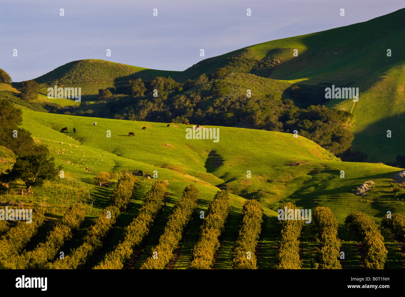 Avocado Orchard and green hills in Spring Old Creek Road near Cayucos