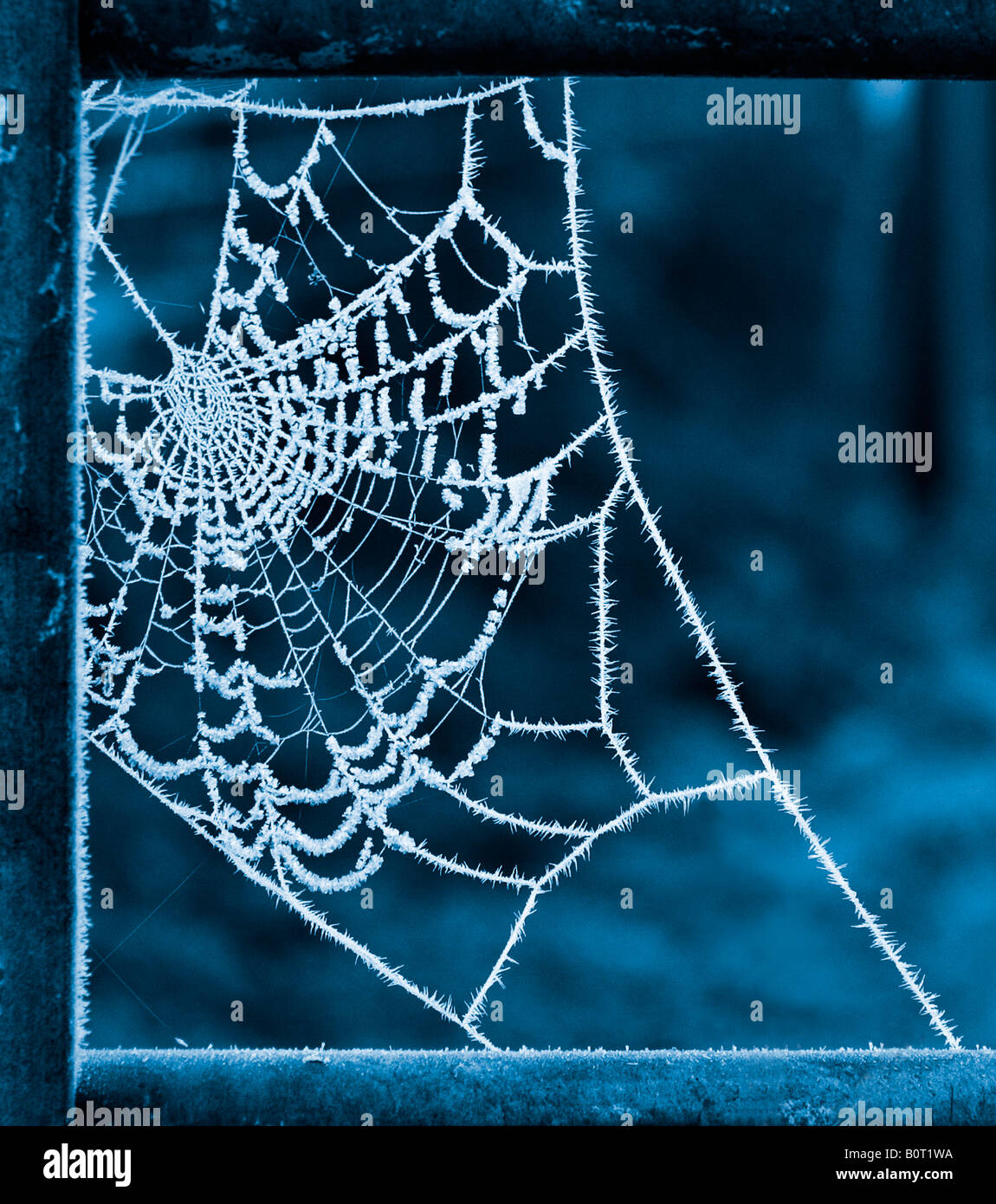Frozen spiders web on a farm gate Stock Photo