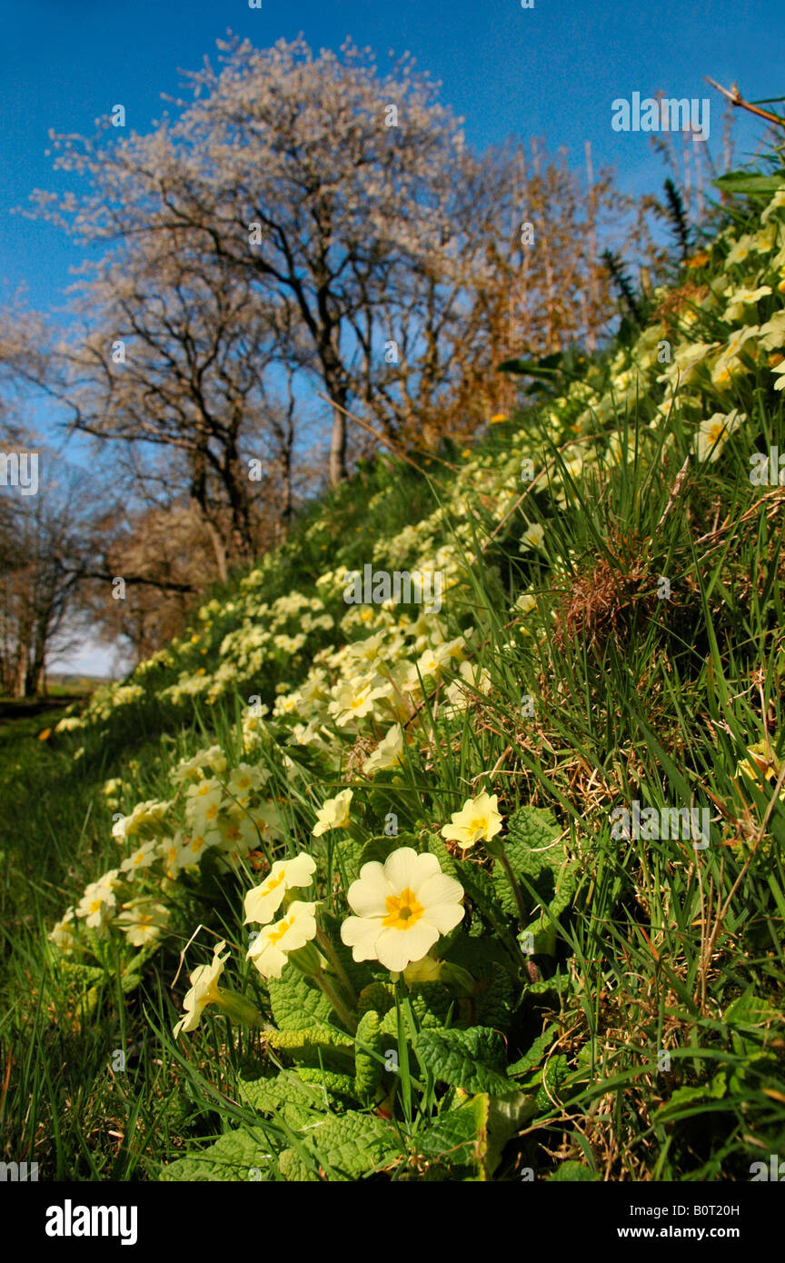 Primroses grow on the bank of a country lane with blossoming spring trees in the background. Stock Photo