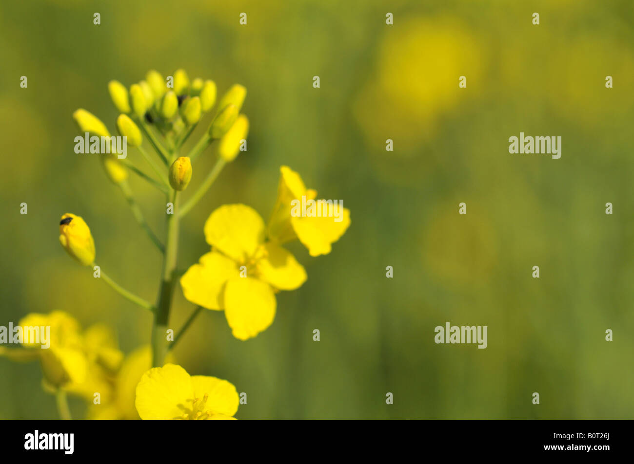 Rapeseed flowers and buds Stock Photo