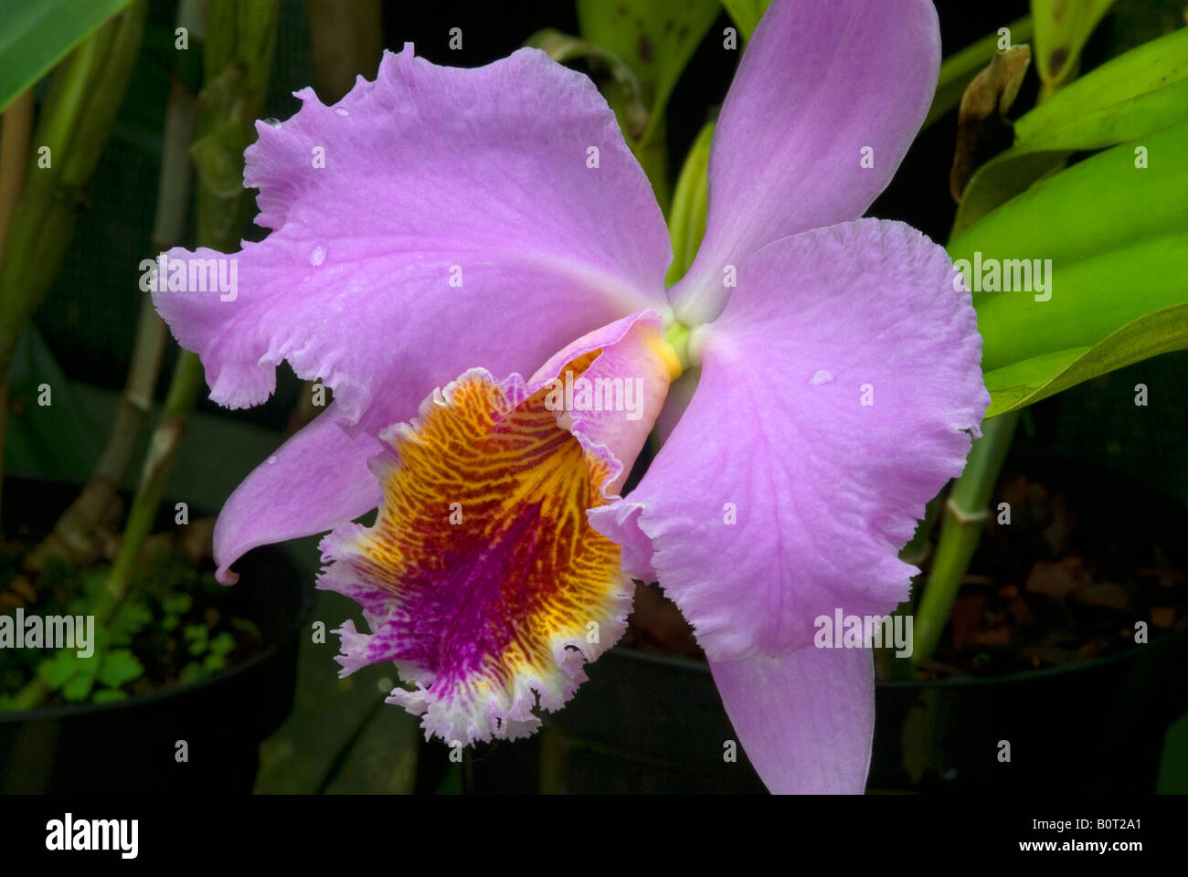 Cattleya Orchid Stock Photo