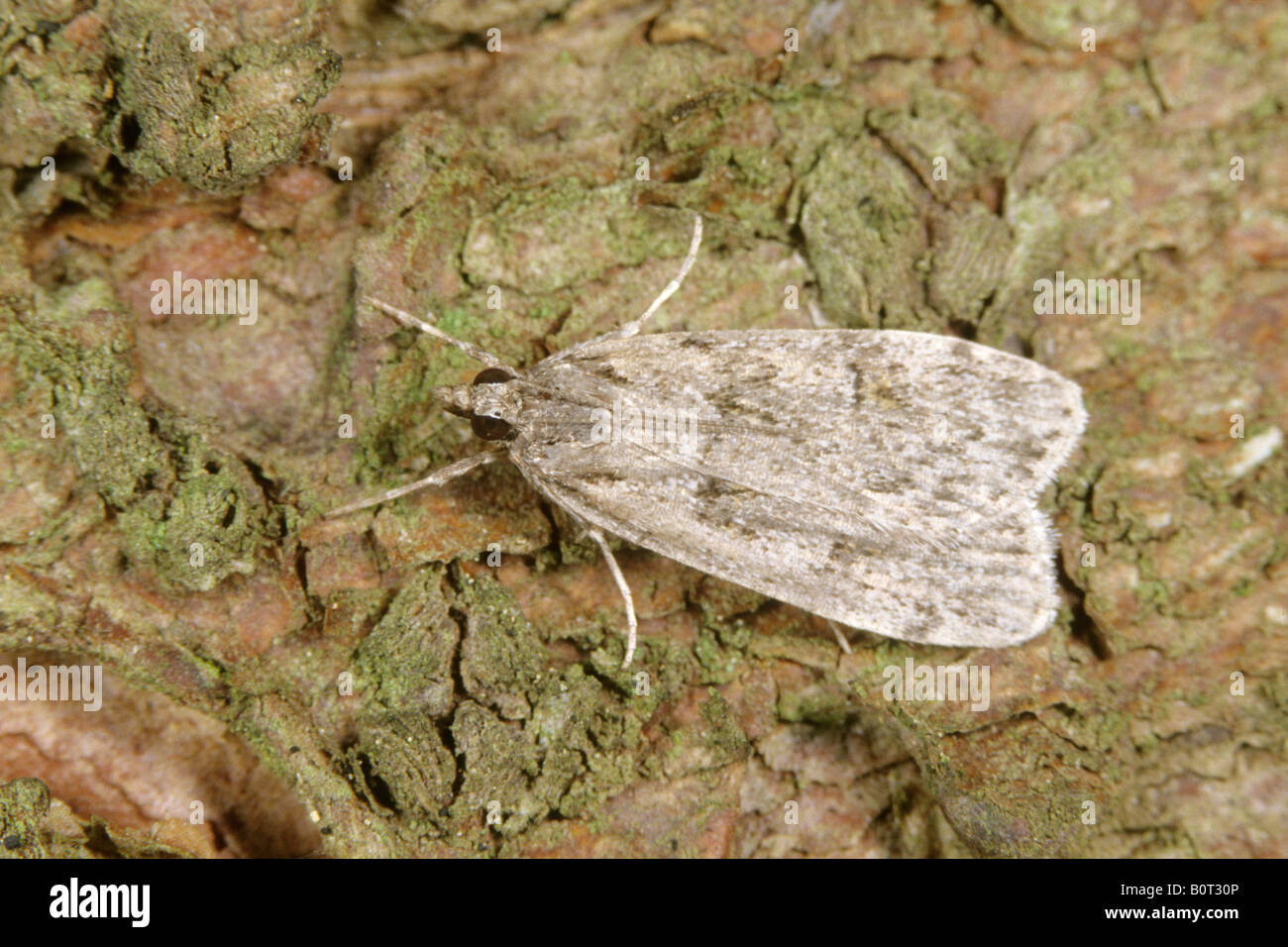 Brown house moth hi-res stock photography and images - Alamy