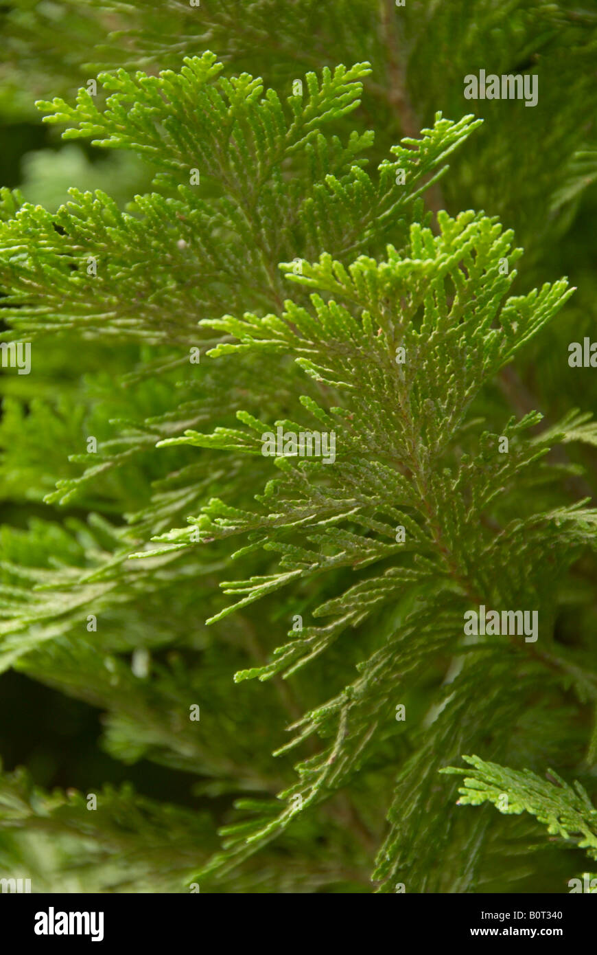 Conifer tree Stock Photo