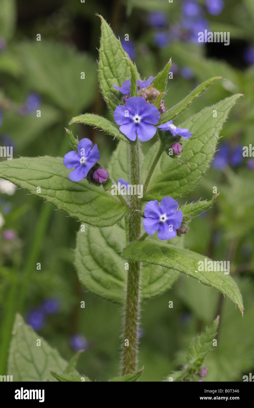 Green Alkanet - Pentaglottis sempervirens Stock Photo - Alamy