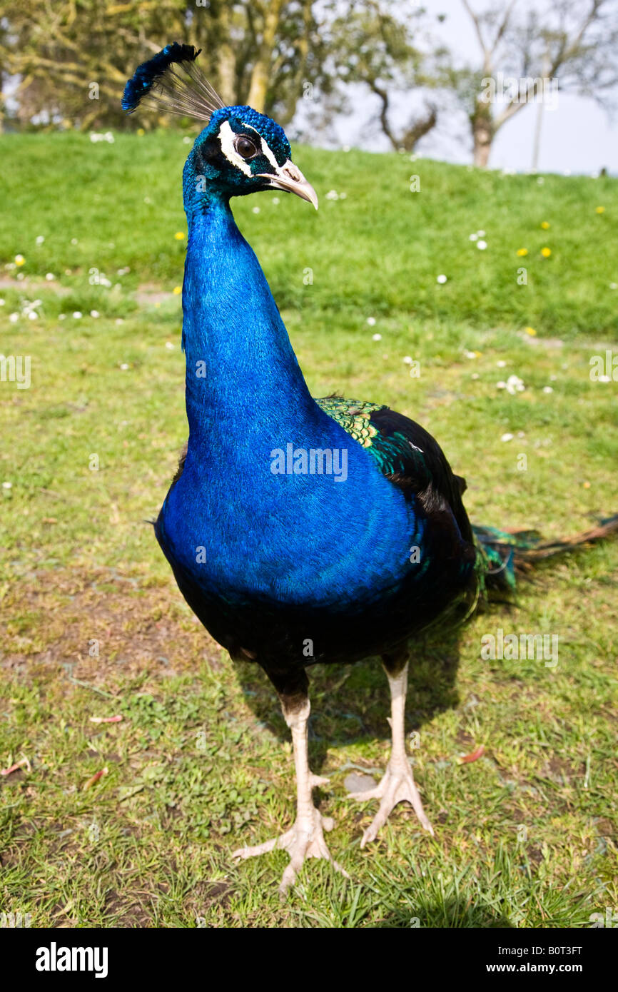 Indian peafowl peacock bird hi-res stock photography and images - Alamy