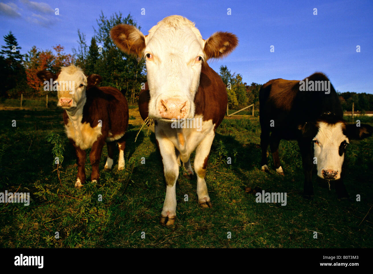Jersey cows. South Africa Stock Photo Alamy