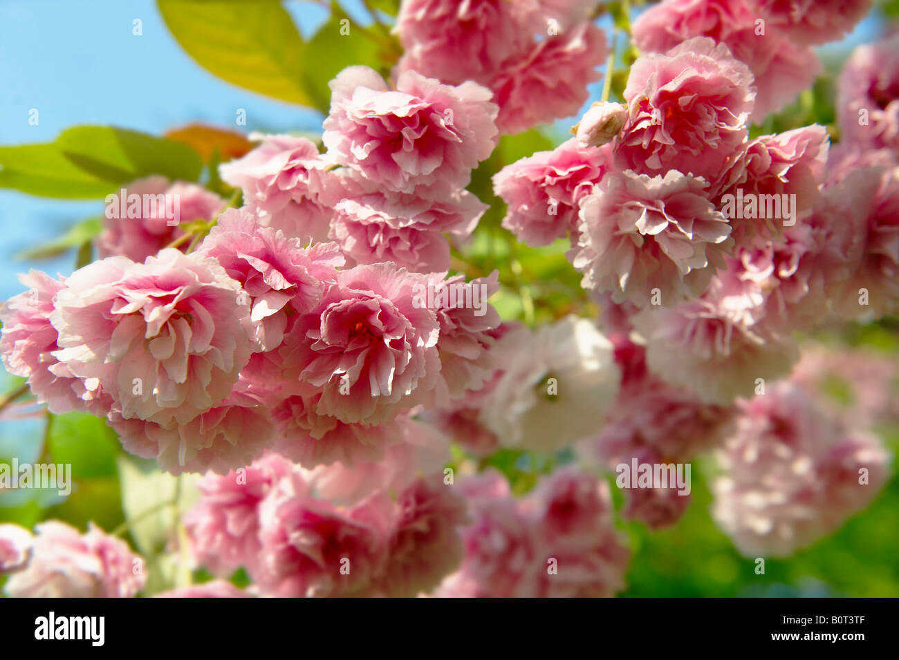 Pink flowering cherry blossom growing on a cherry tree in sunshine Stock Photo