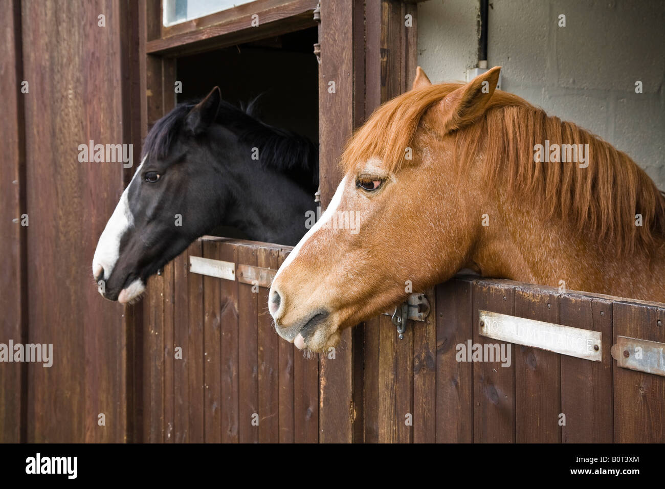 Horse Looking Out Barn Door Stock Photos Horse Looking Out Barn