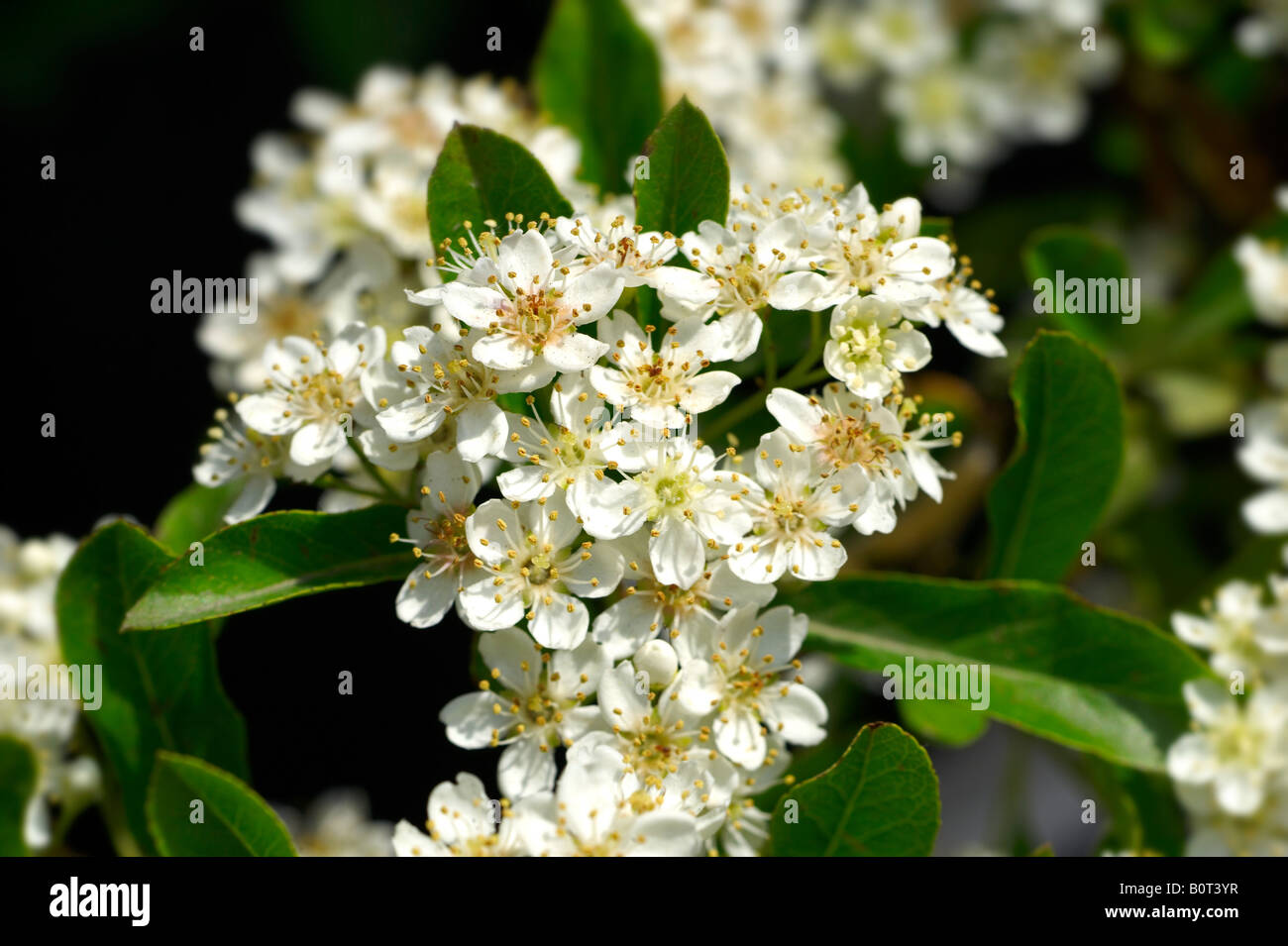 White Pyracantha Blossom growing in sunlight Stock Photo