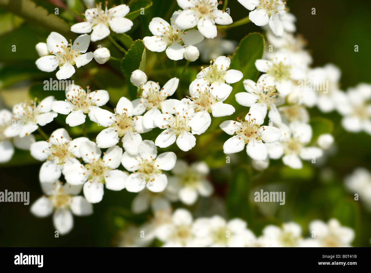White Pyracantha Blossom growing in sunlight Stock Photo