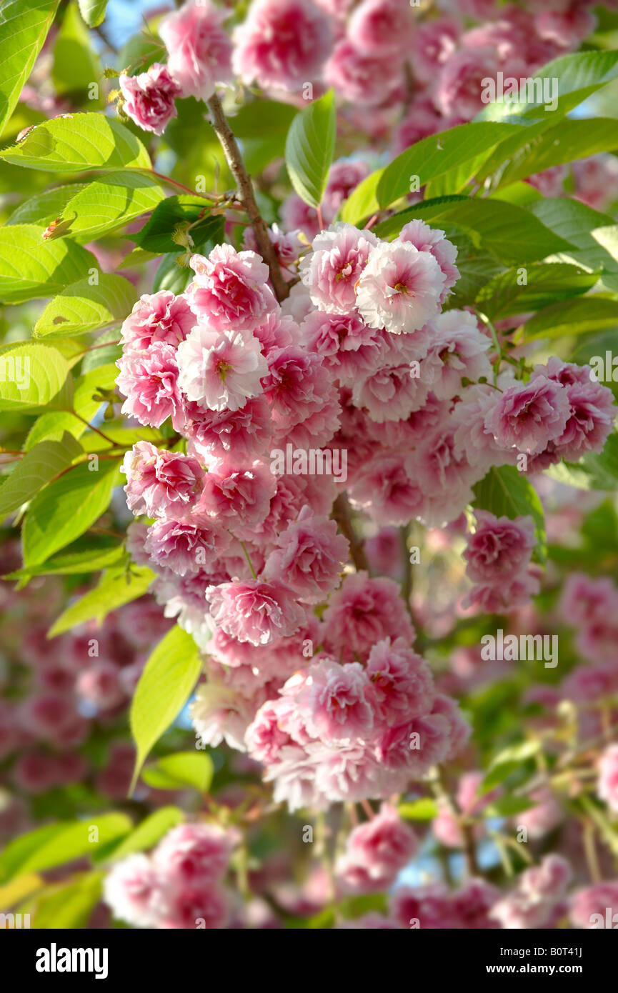 Pink flowering cherry blossom growing on a cherry tree in sunshine