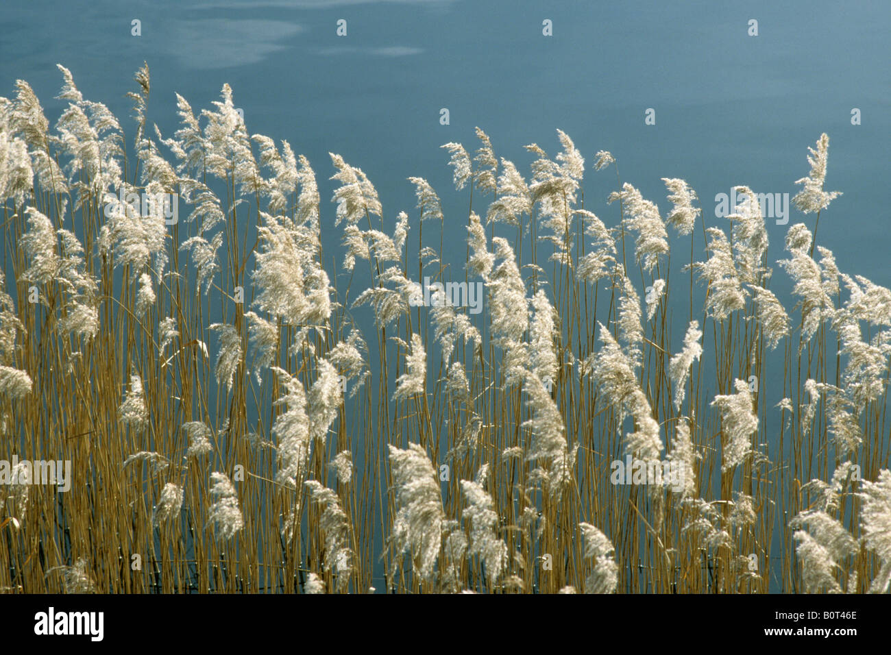 Common Reed, Reed Grass (Phragmites communis), seed stalks Stock Photo