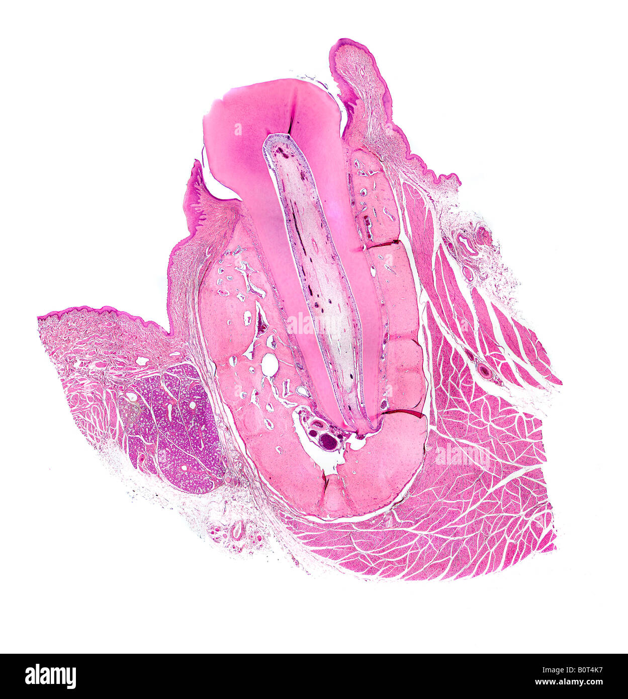 Teeth N Microscope Microscopy brightfield hi-res stock photography and images - Alamy