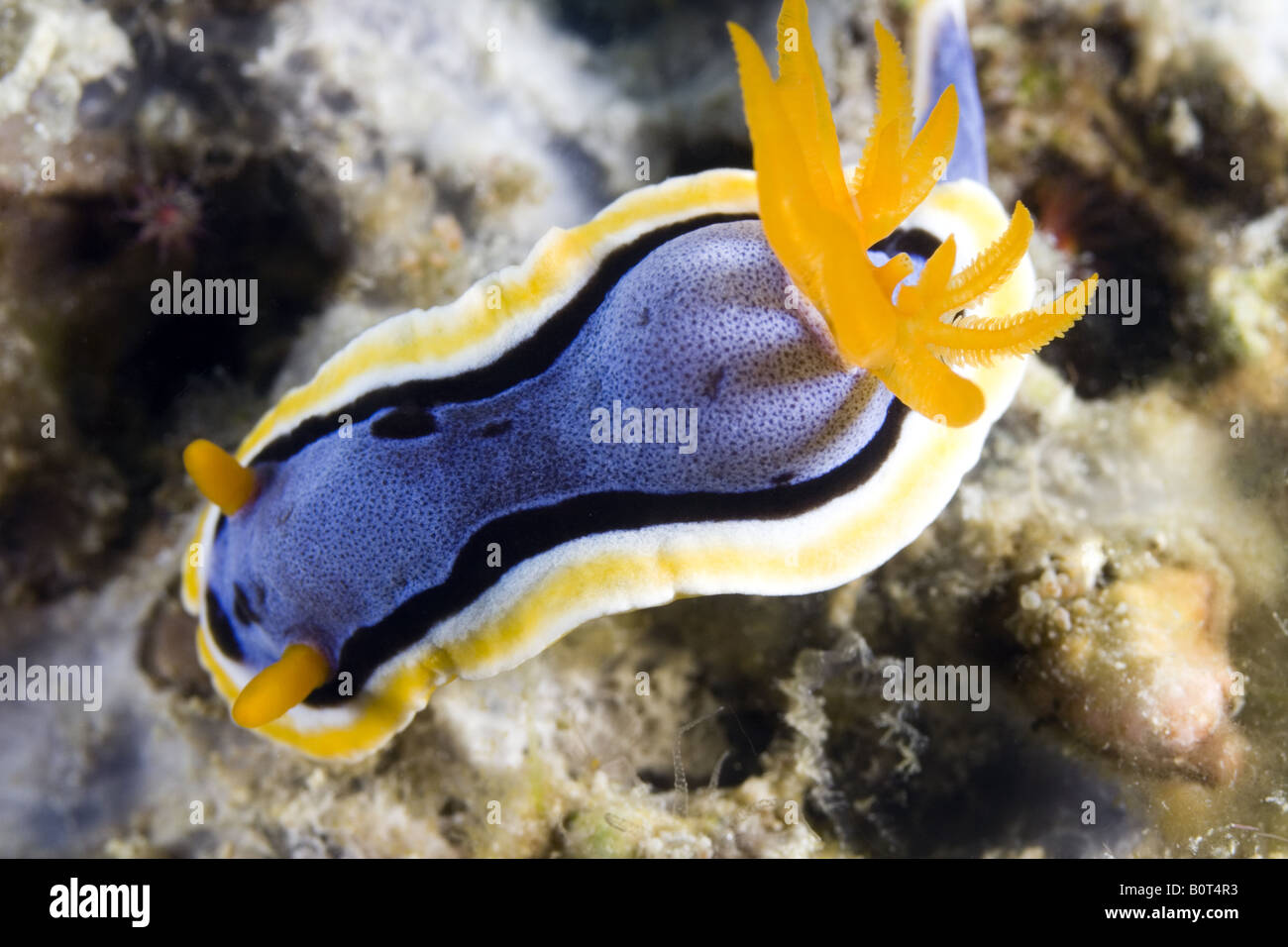 Nudibranche with blue back surrounded by black white and yellow lines and with orange gills and rhinophores Stock Photo