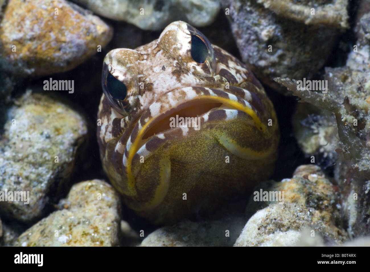 Portrait of a jawfish head sticking out of a hole in the sand bottom