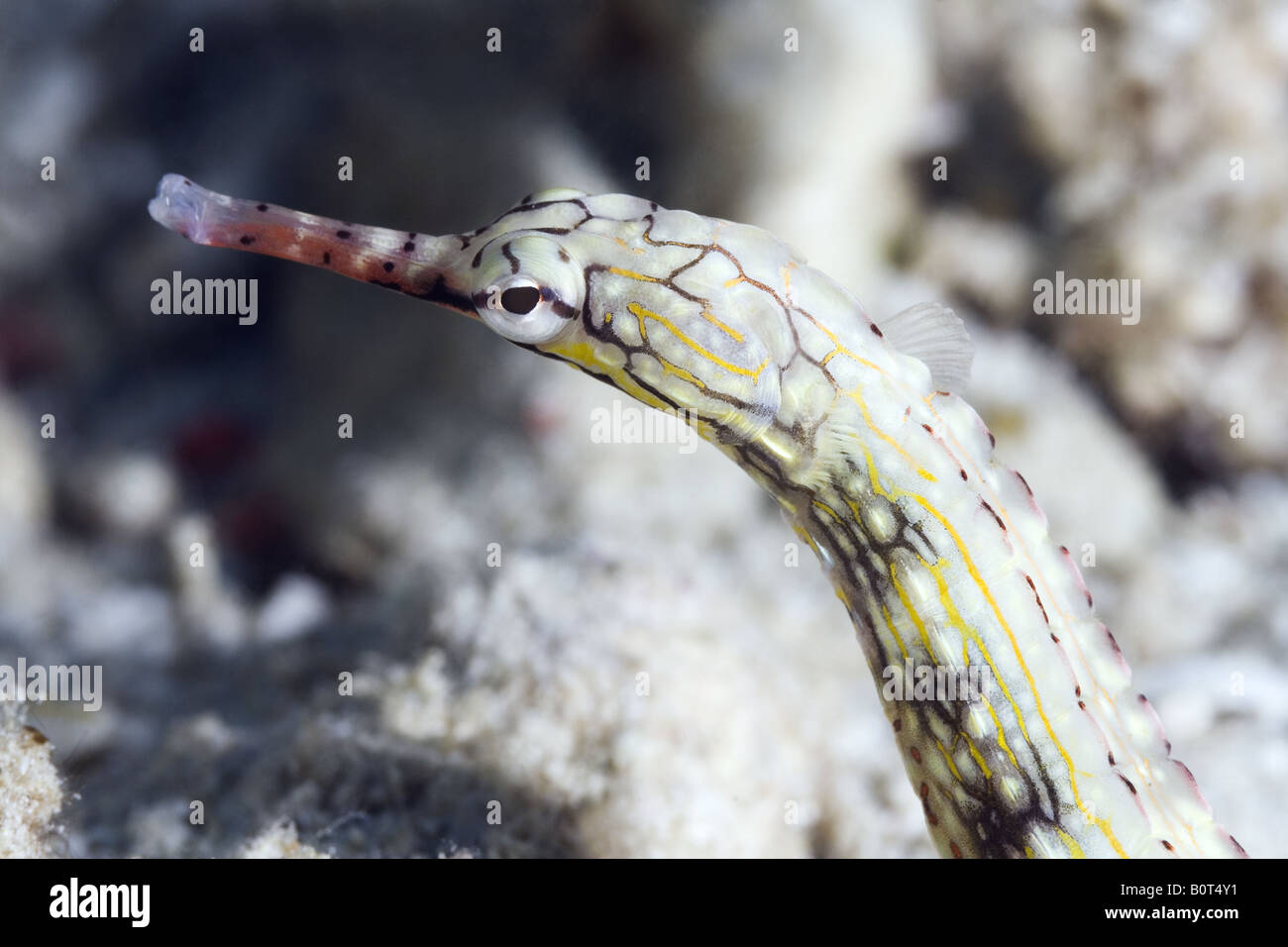 Face of a white pipefish swimming over sand bottom under water Stock Photo