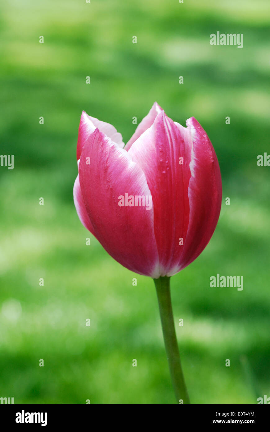 Pink Tulip Stock Photo
