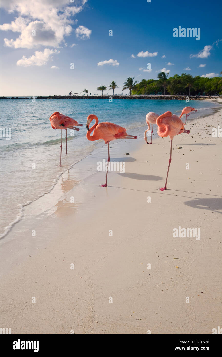 Caribbean Beach with Pink Flamingos Renaissance Island Aruba Stock Photo