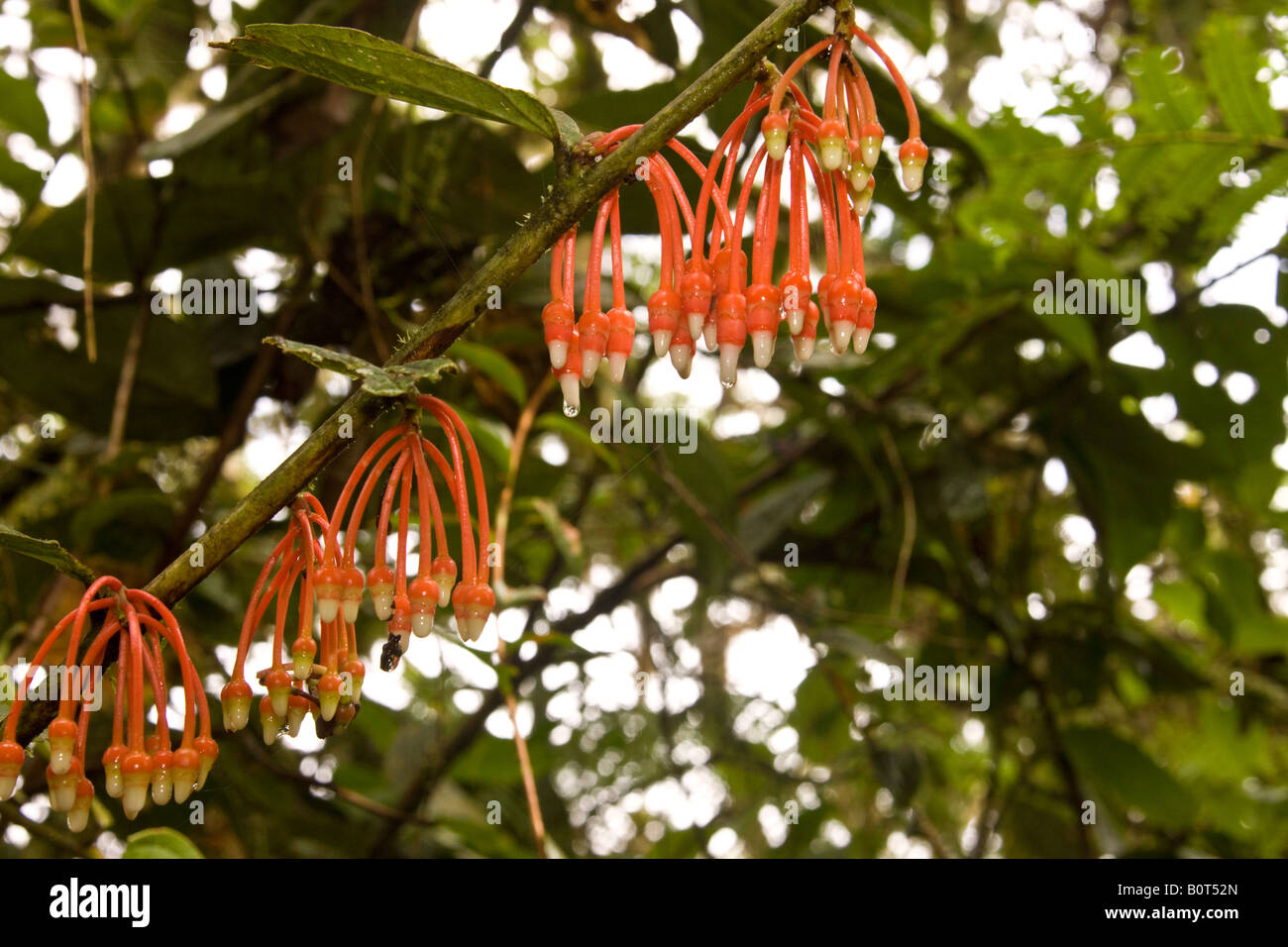Exotic flower in the Mindo Cloud Forest in Pichincha in Northern Ecuador Stock Photo