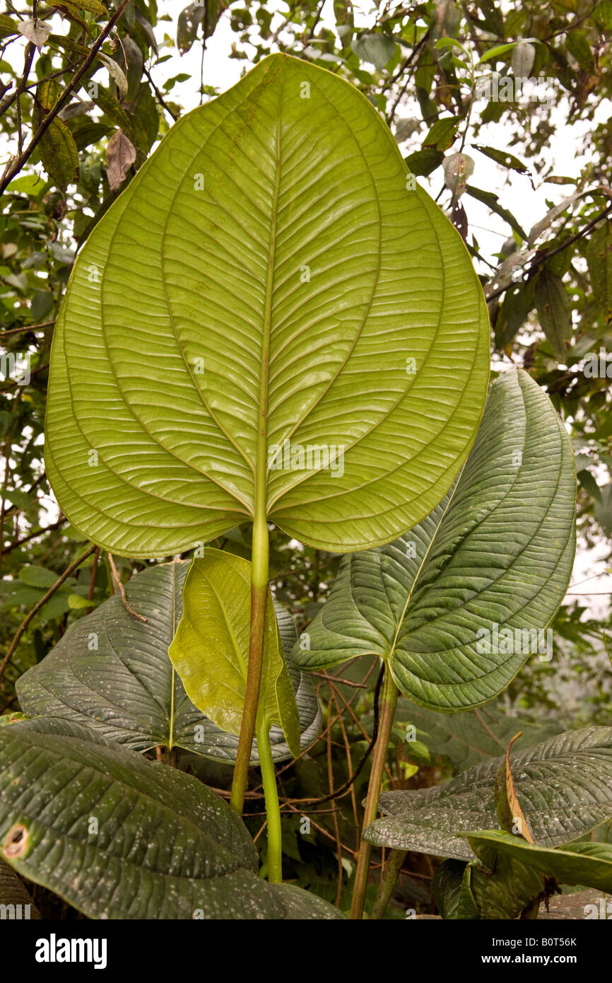 Large tropical leaf  in the Mindo Cloud Forest in Pichincha Province of Northern Ecuador Stock Photo