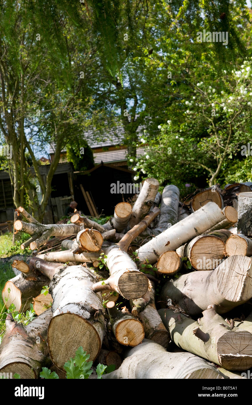 Pile of beech and birch wood Stock Photo - Alamy