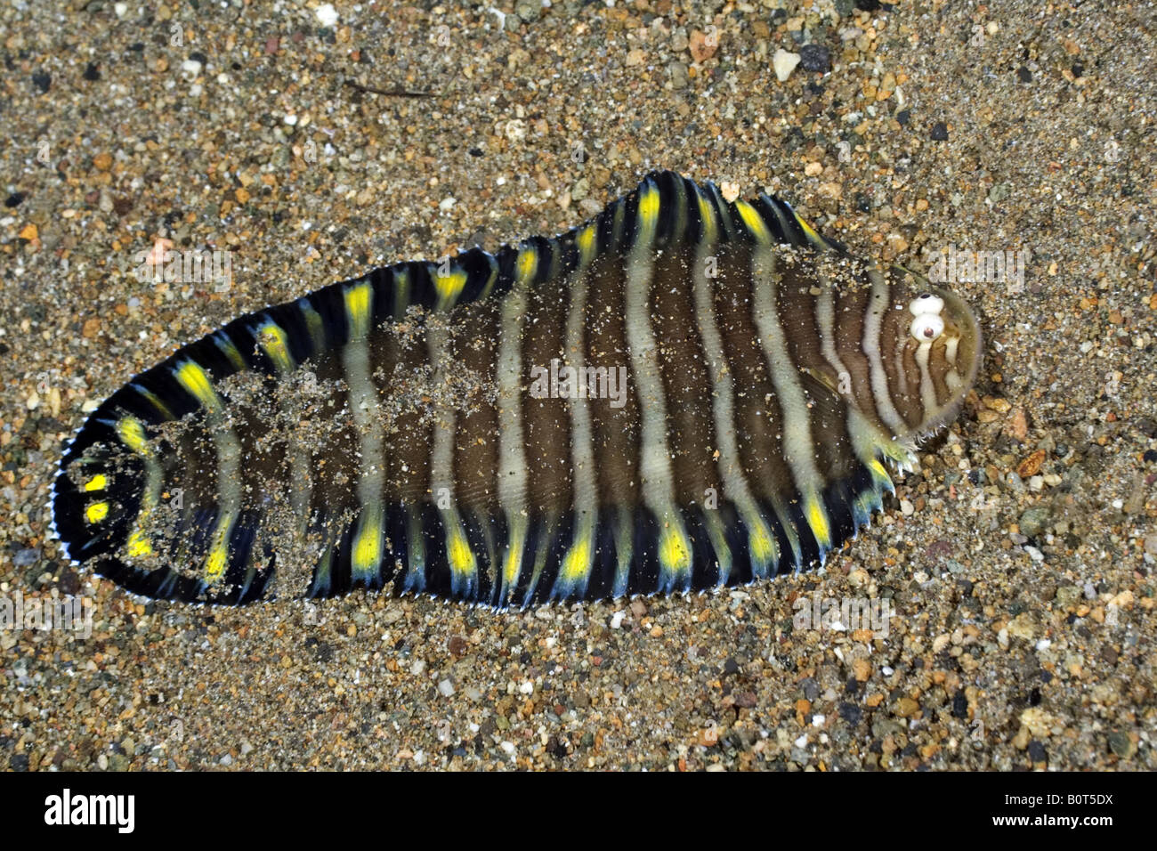 Flounder with brown and white stripes on its body and black and yellow