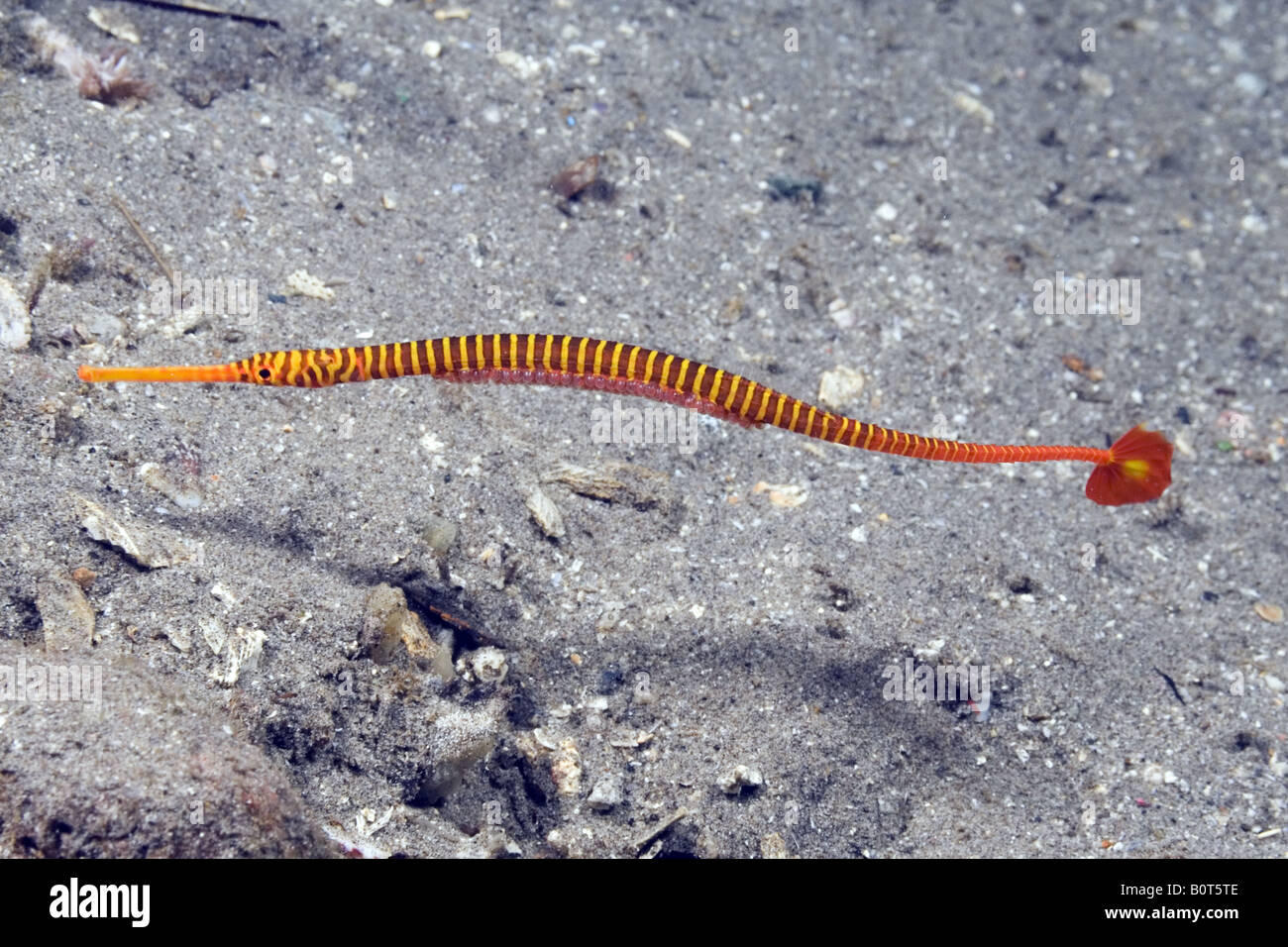 Pregnant yellow and red striped pipefish with eggs under its belly swimming over clear sand bottom under water Stock Photo
