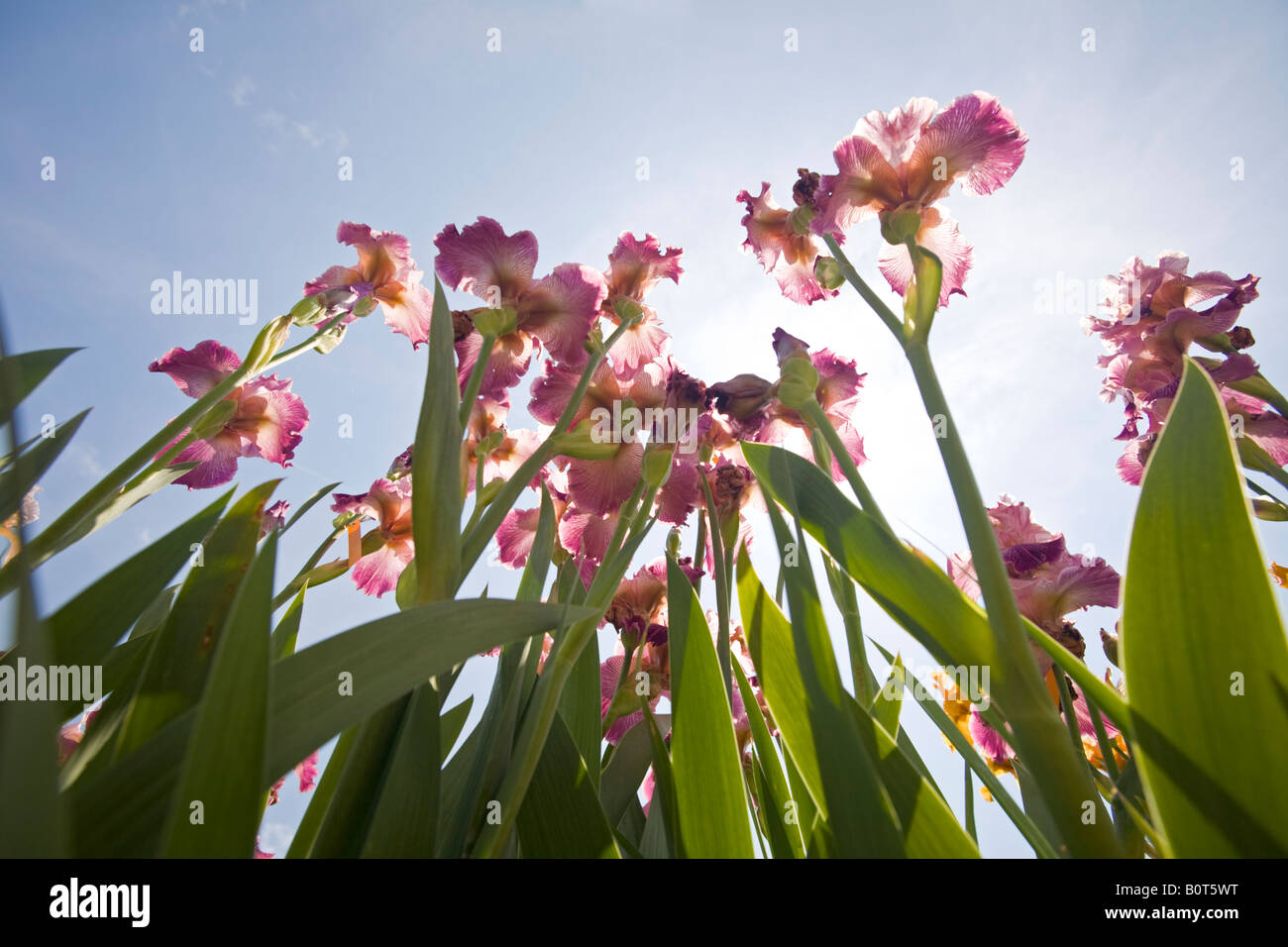 A low-angle shot of Irises (Iris germanica). Iris (Iris germanica), prise de vue en contre-plongée. Stock Photo