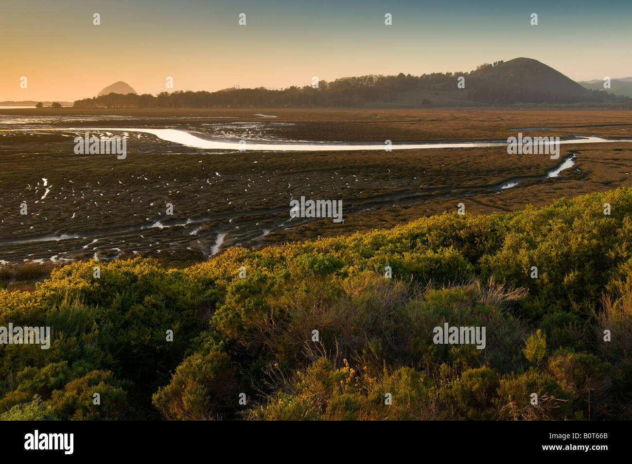 Sunset light on the Elfin Forest and the Morro Estuary Natural Preserve near Los Osos and Morro Bay California Stock Photo
