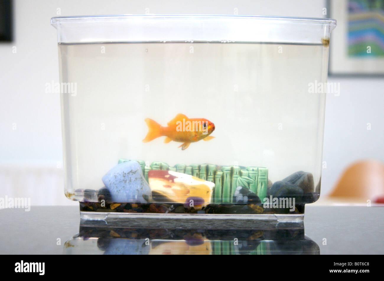 Goldfish in tank Stock Photo - Alamy - Portable Goldfish Tanks For Breakfast Nooks