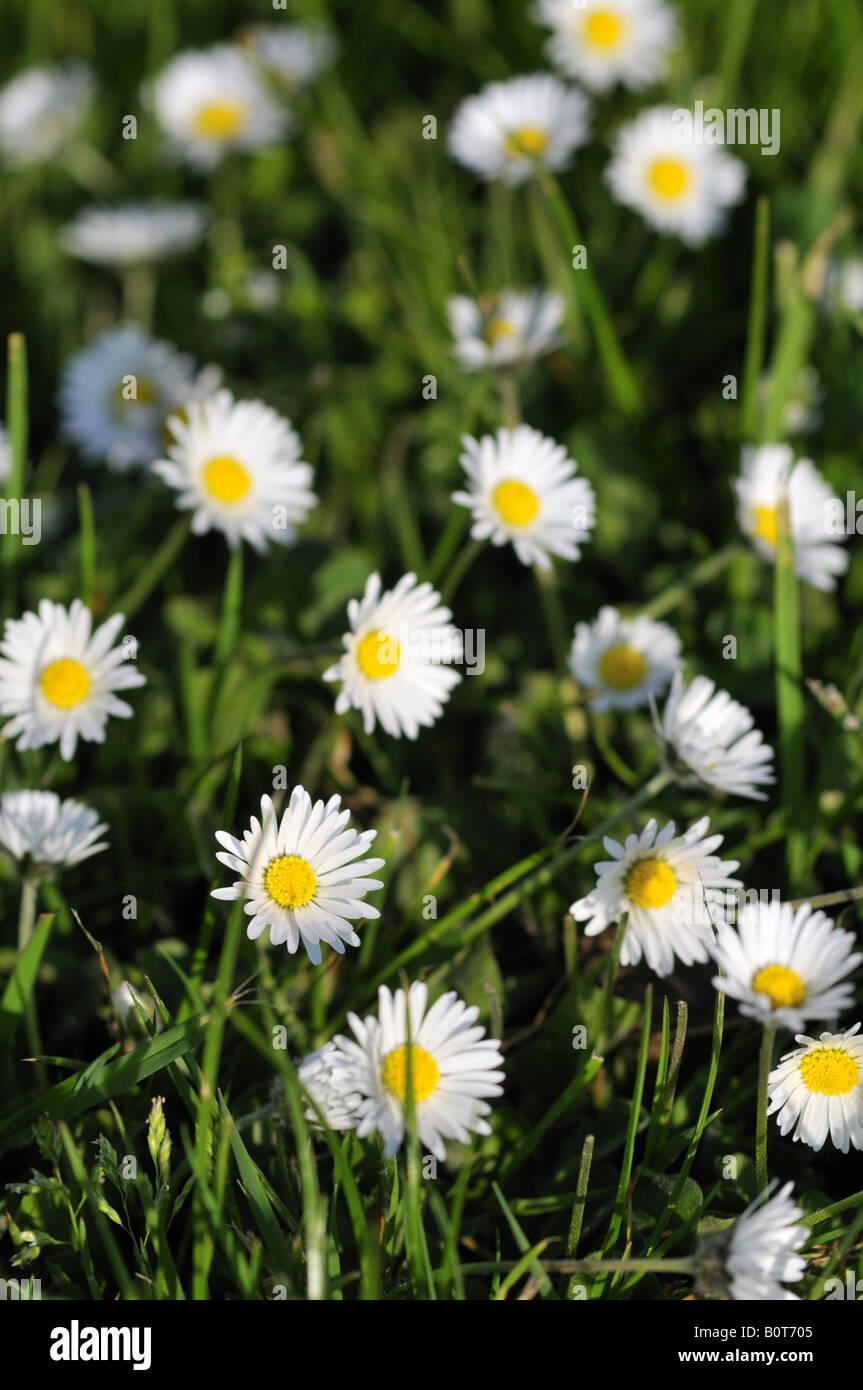 Bellis perennis common daisies found in meadows in UK Stock Photo