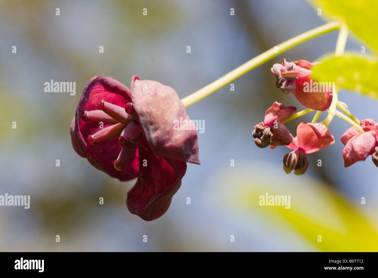 Akebia quinata hi-res stock photography and images - Alamy