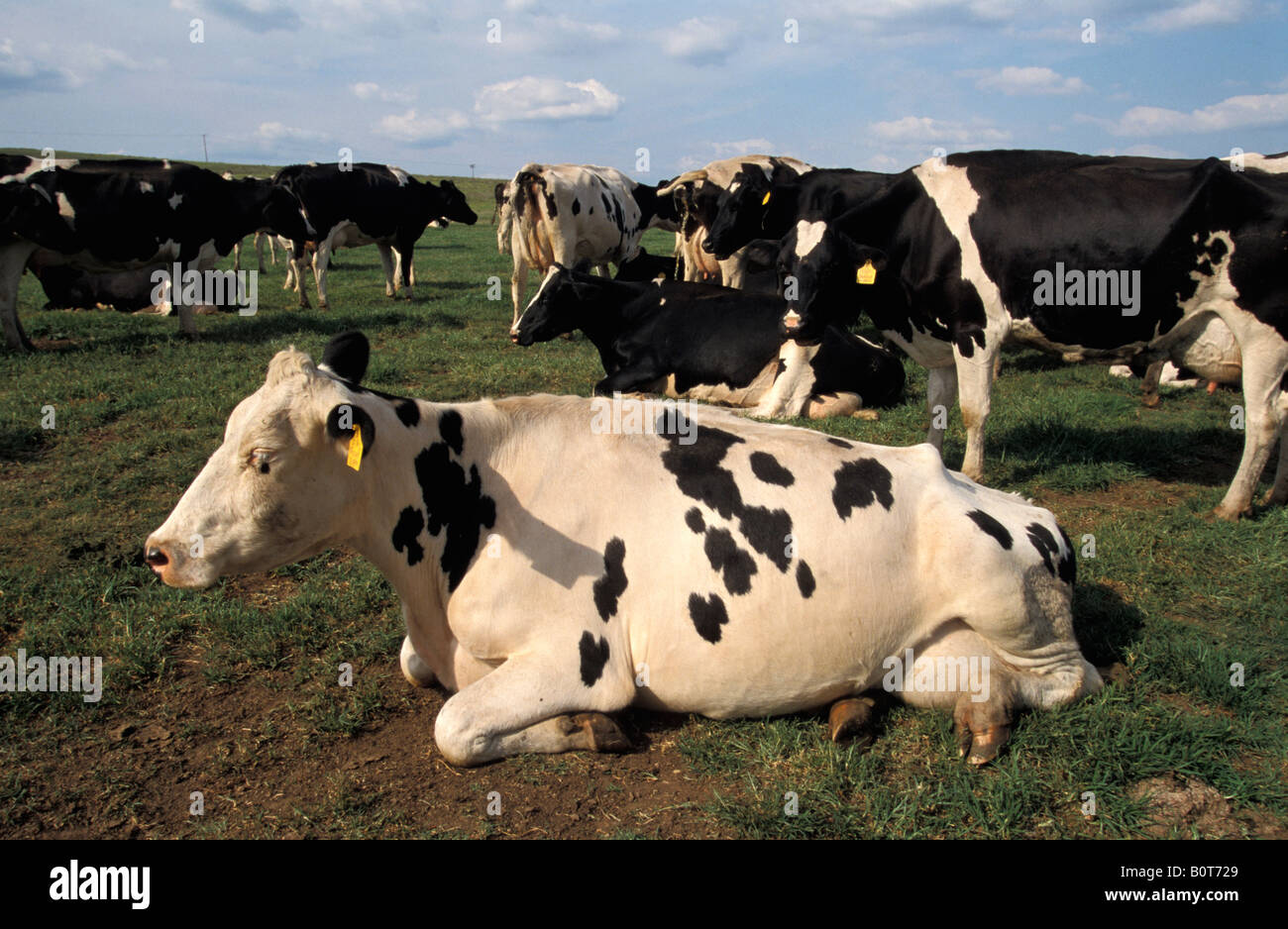 Cattle holstein hi-res stock photography and images - Alamy