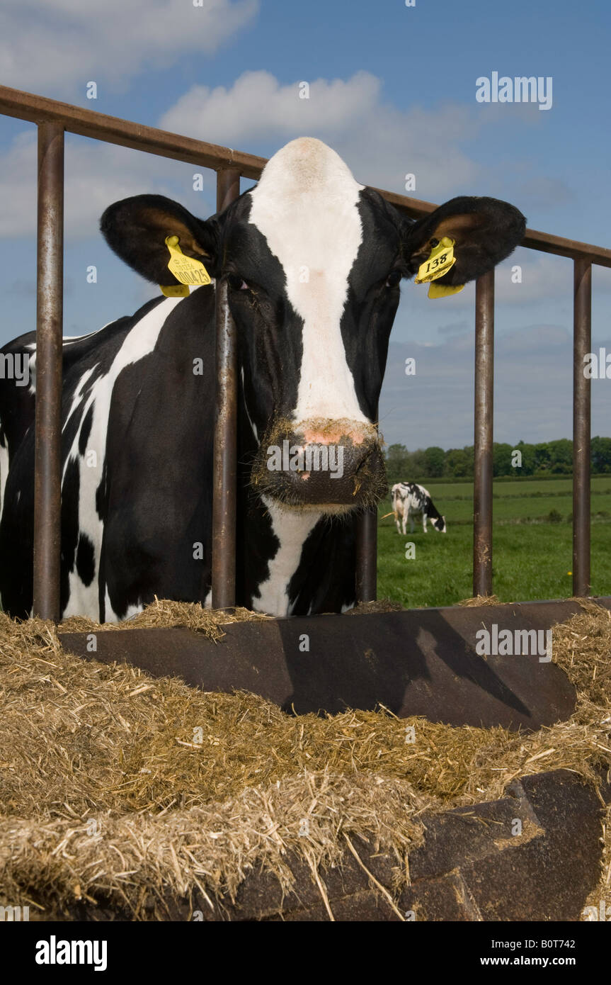 Holstein cow feeding in an outdoor silage feeder Carlisle England Stock