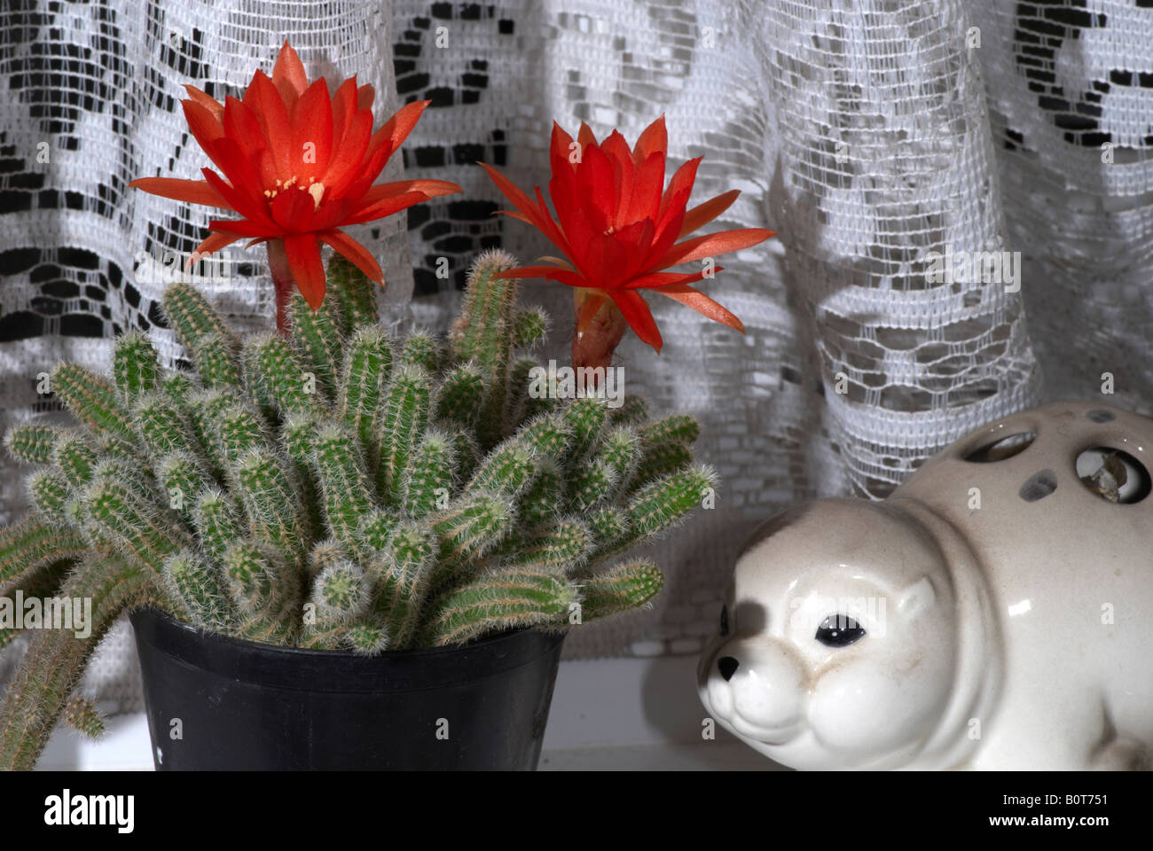 Cactus plant in flower on bathroom window sill with seal ornament Stock
