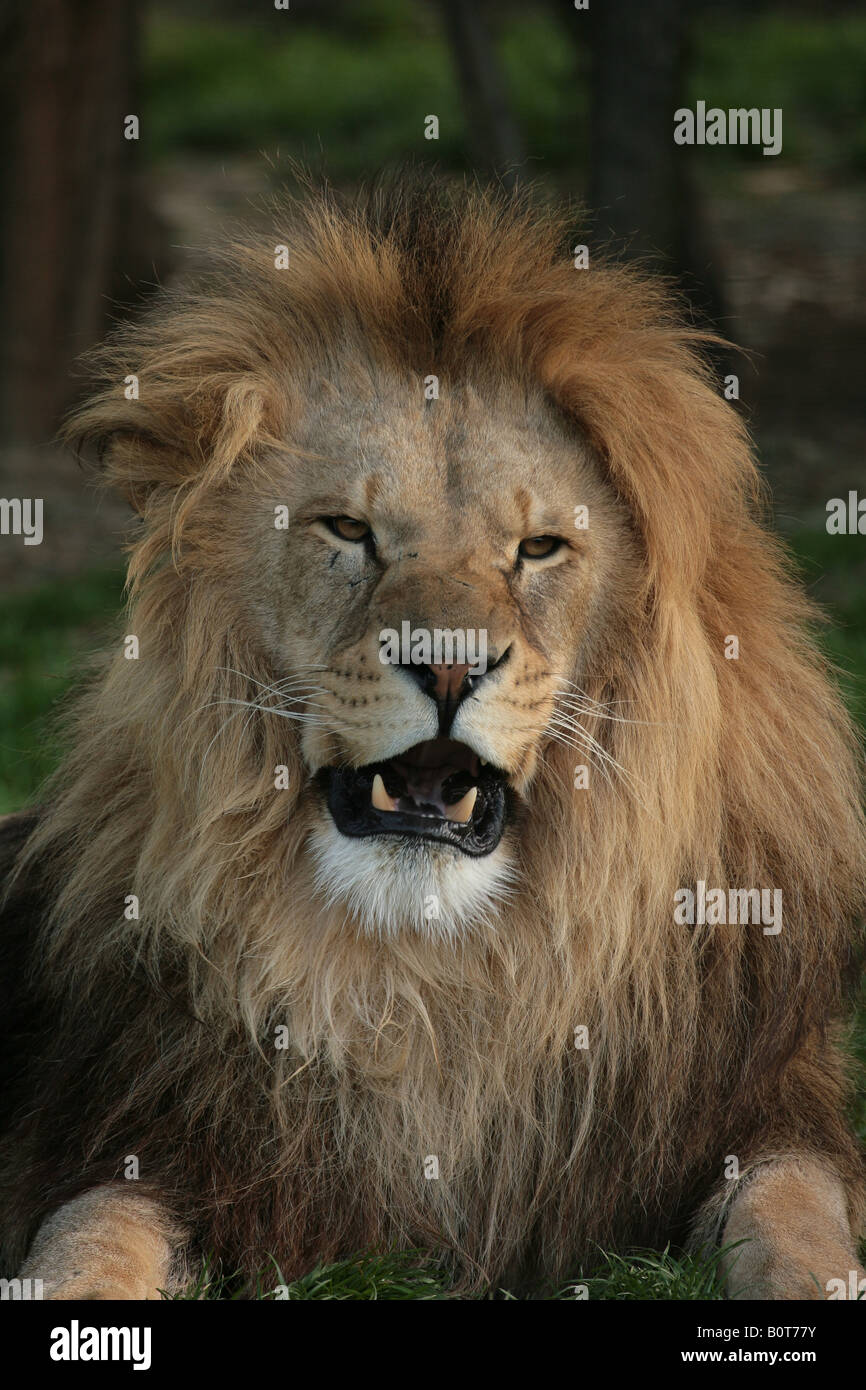 Male Lion Panthera leo Stock Photo - Alamy