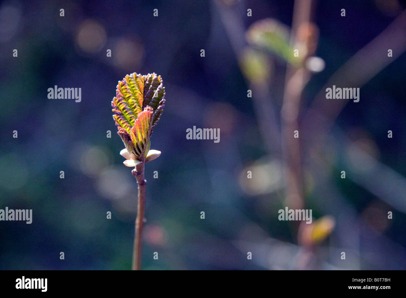 Alder leaves in spring backlit (Alnus glutinosa) Stock Photo