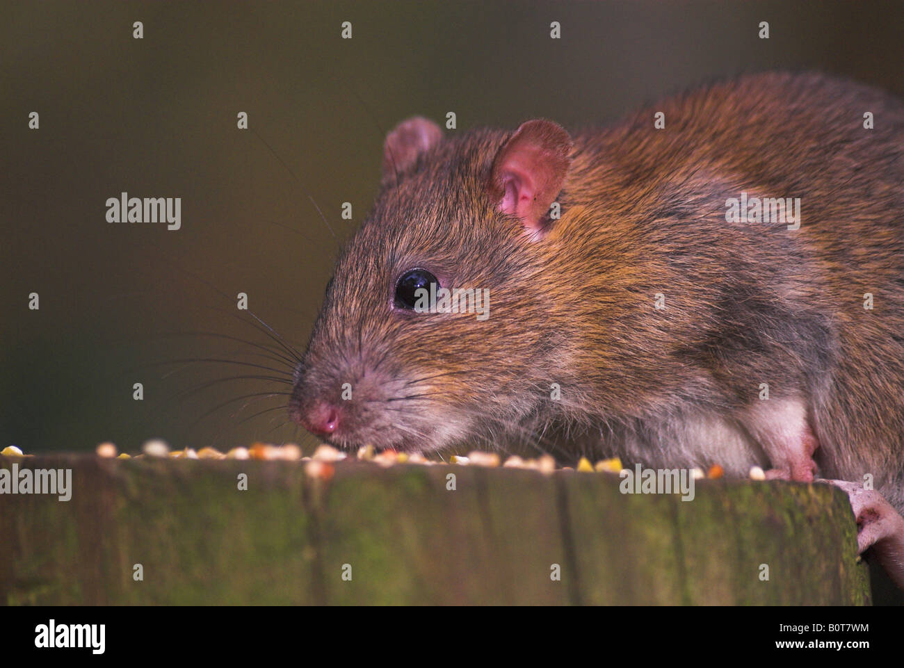 Brown rat feeding on bird seeds put out at stockgrove country park UK