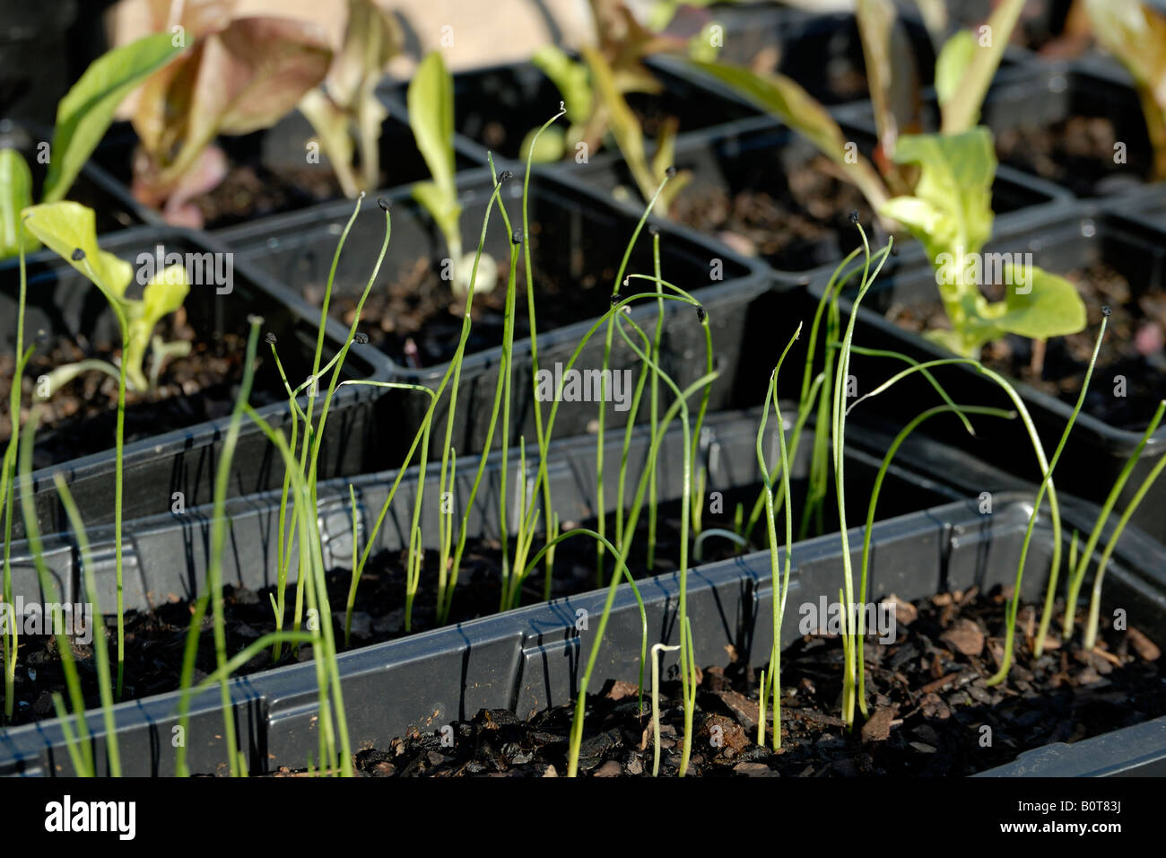Leeks seedlings hi-res stock photography and images - Alamy