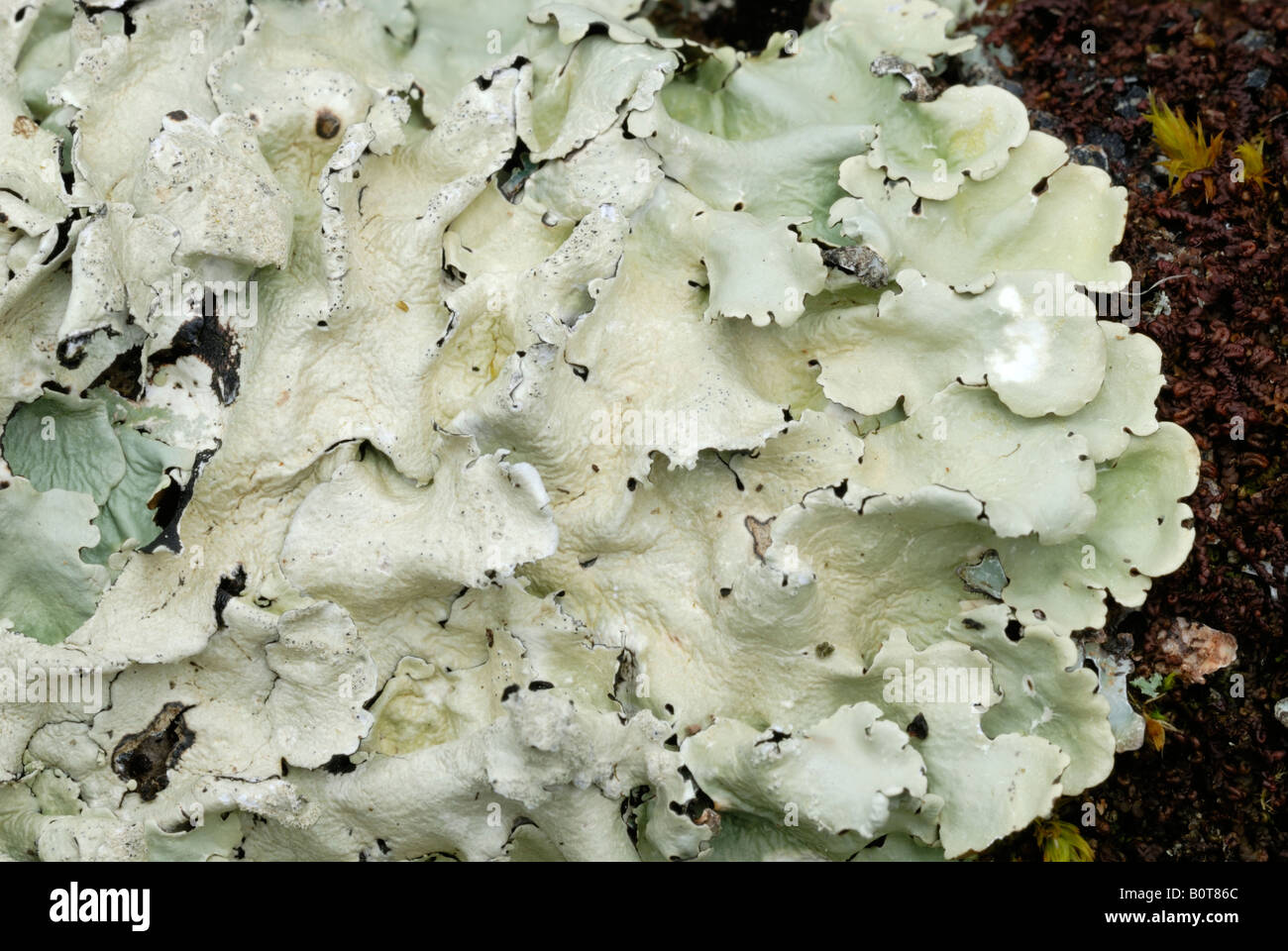 Lichen Parmelia caperata, Wales, UK Stock Photo
