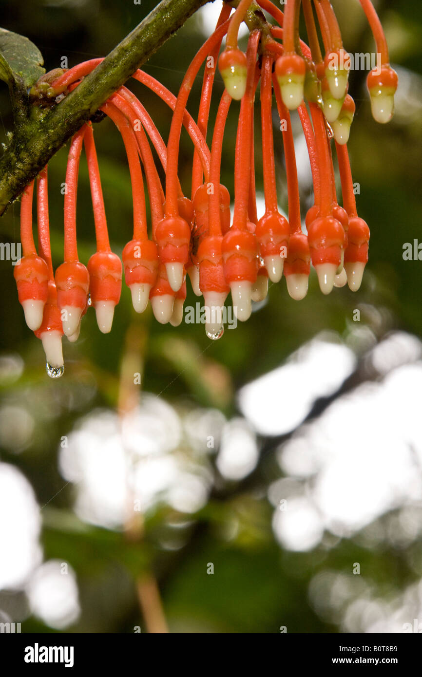 Exotic flower in the Mindo Cloud Forest in Pichincha in Northern Ecuador Stock Photo