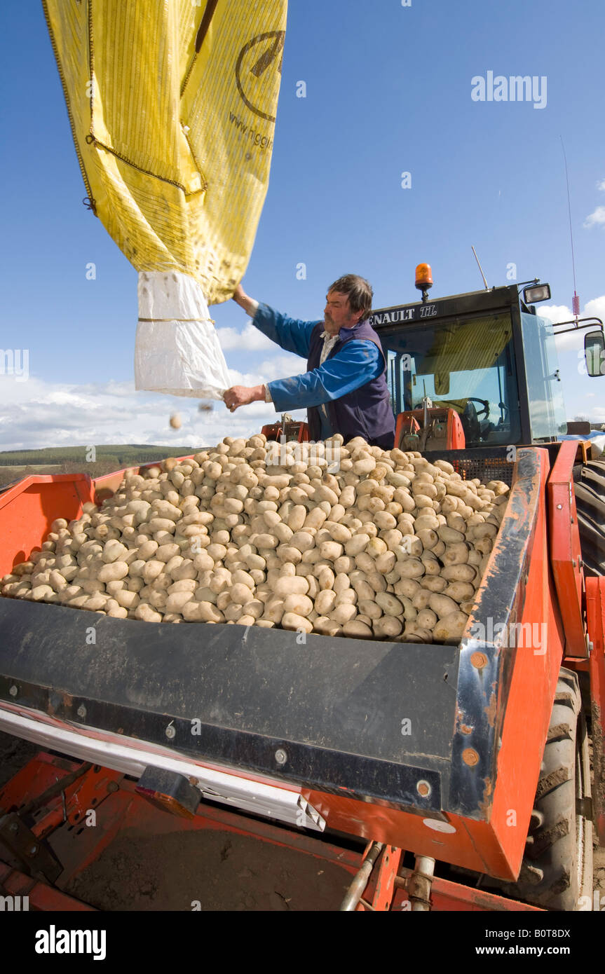 Farmer loading seed Potato into seed drill using a telehandler Penrith Cumbria Stock Photo