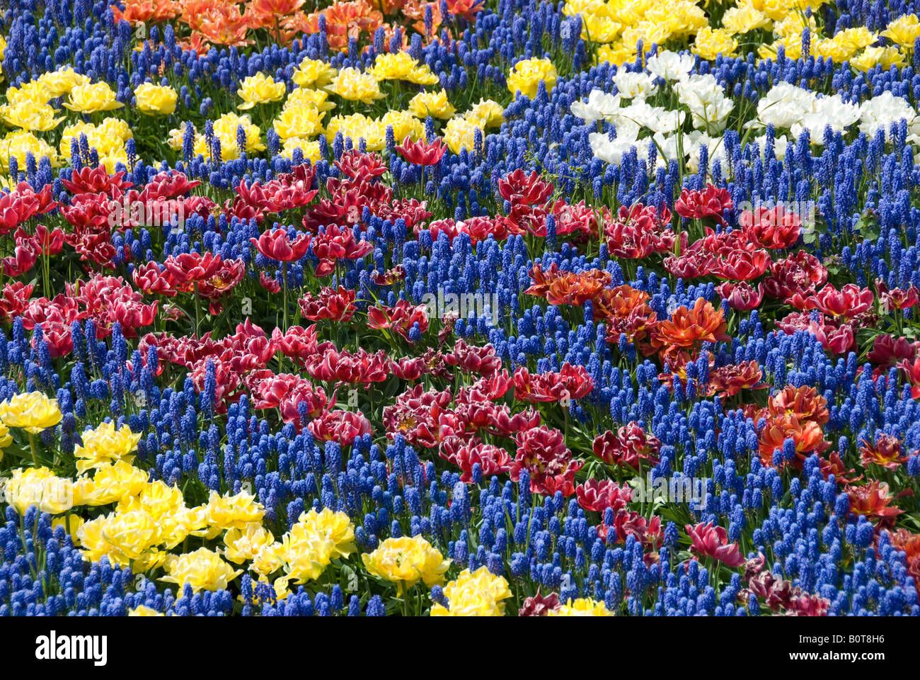 Dutch spring flowers hi-res stock photography and images - Alamy