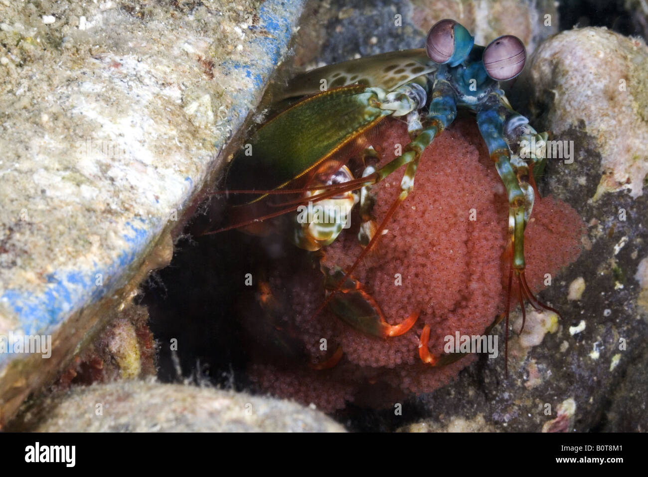 Peacock Mantis Shrimp Eggs