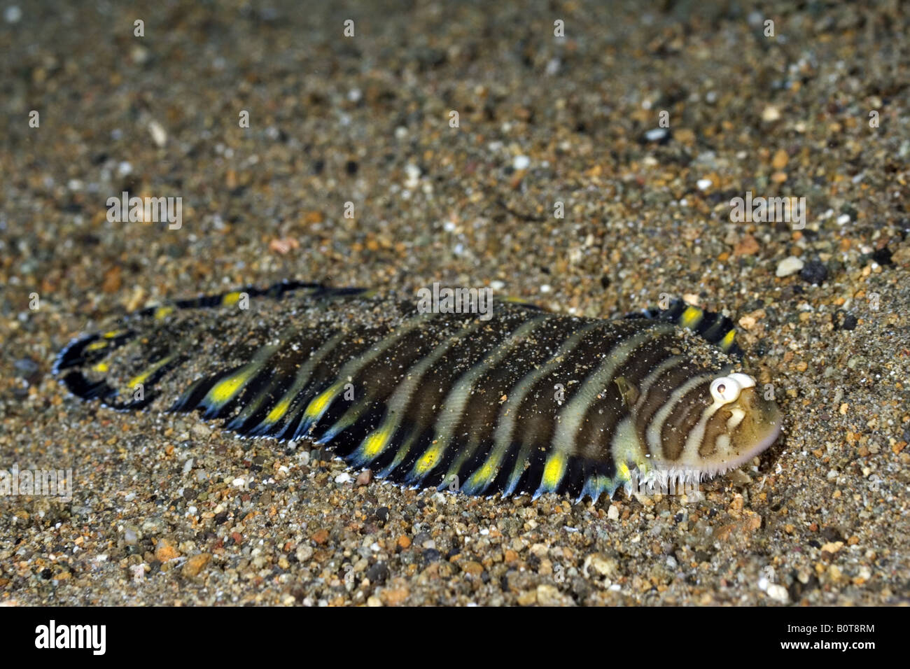 Flounder with brown and white stripes on its body and black and yellow